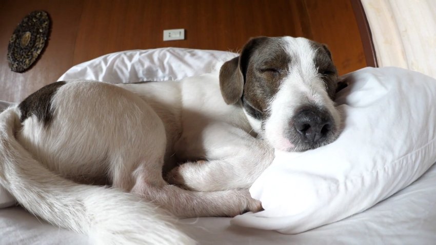 a dog on a bed