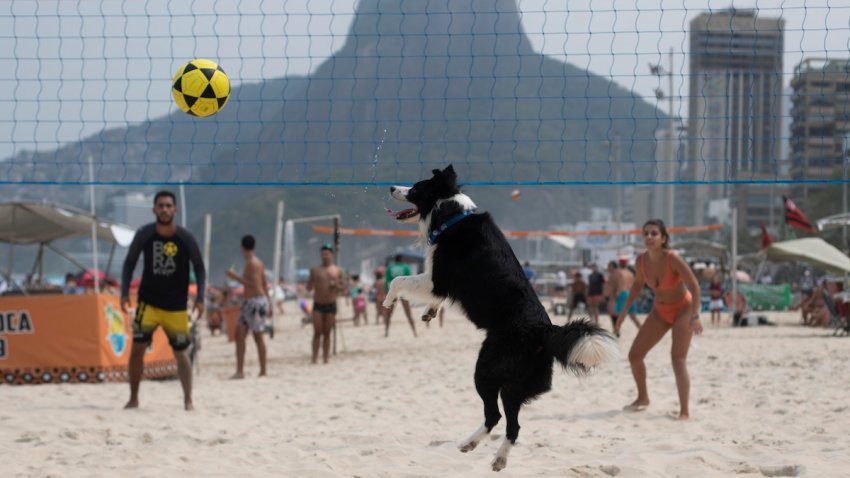 Brazil Footvolley Dog