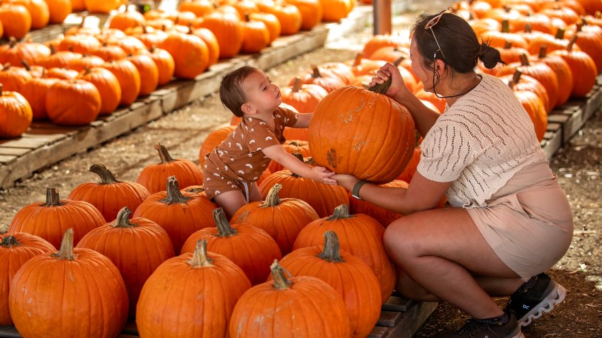 Woman shows the pumpkin she and her husband picked out, to her toddler son during a visit a pumpkin patch at Tapia Bros. Farm in Encino.