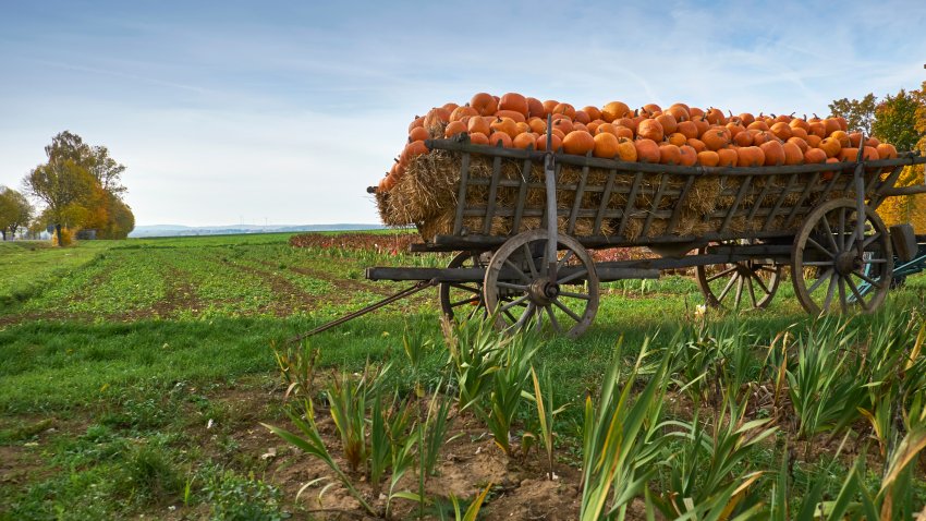 Pumpkins in hay-filled tractor on farm.