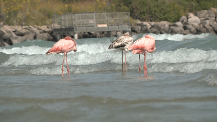 Flamingos in Port Washington water